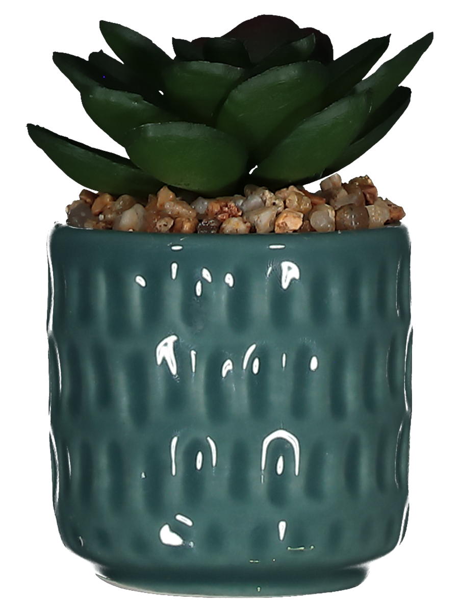 Succulent In Ceramic Pot
