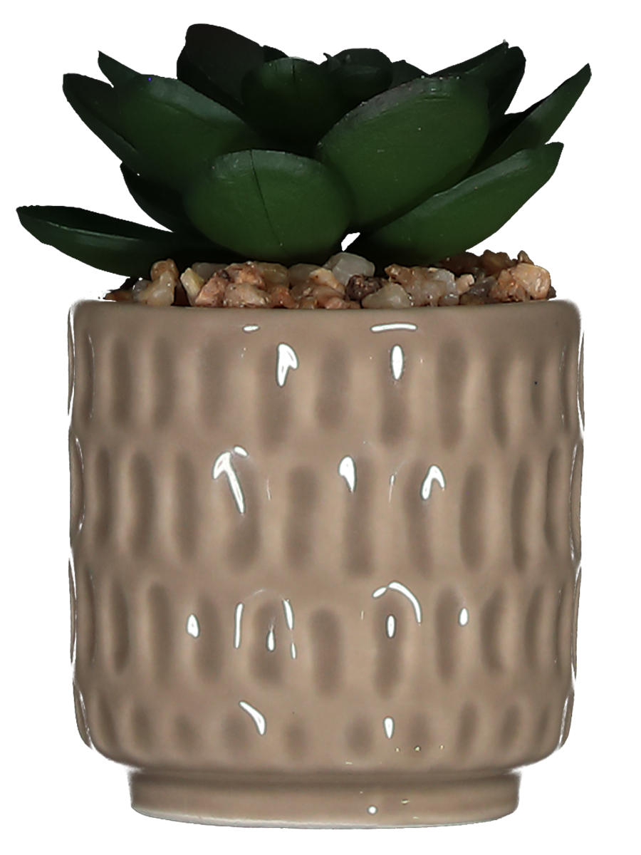 Succulent In Ceramic Pot