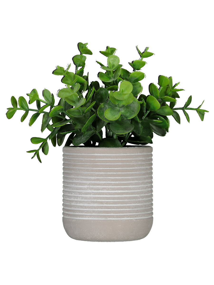Foliage Plant In Cement Pot