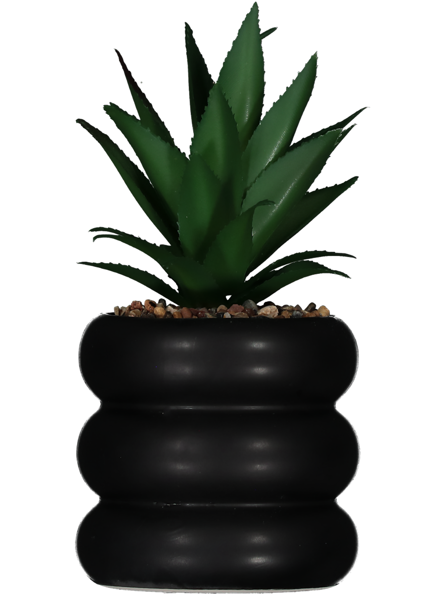 Bobble Pot Succulent