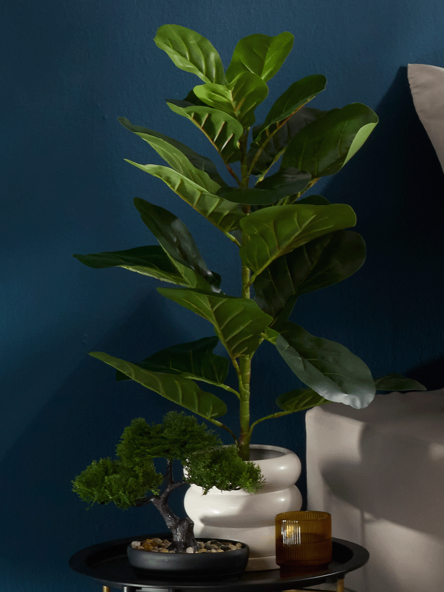 Fiddle Leaf Fig Tree