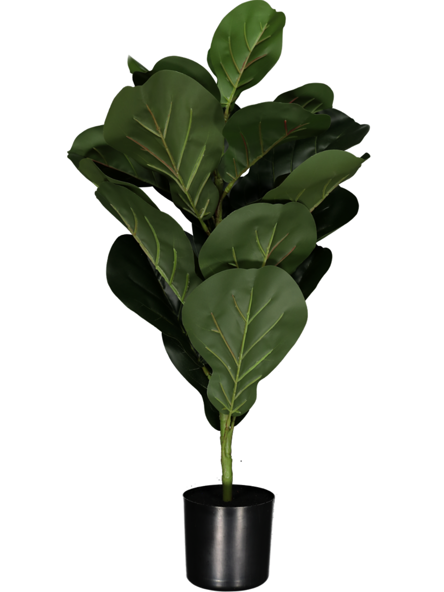 Fiddle Leaf Fig Tree