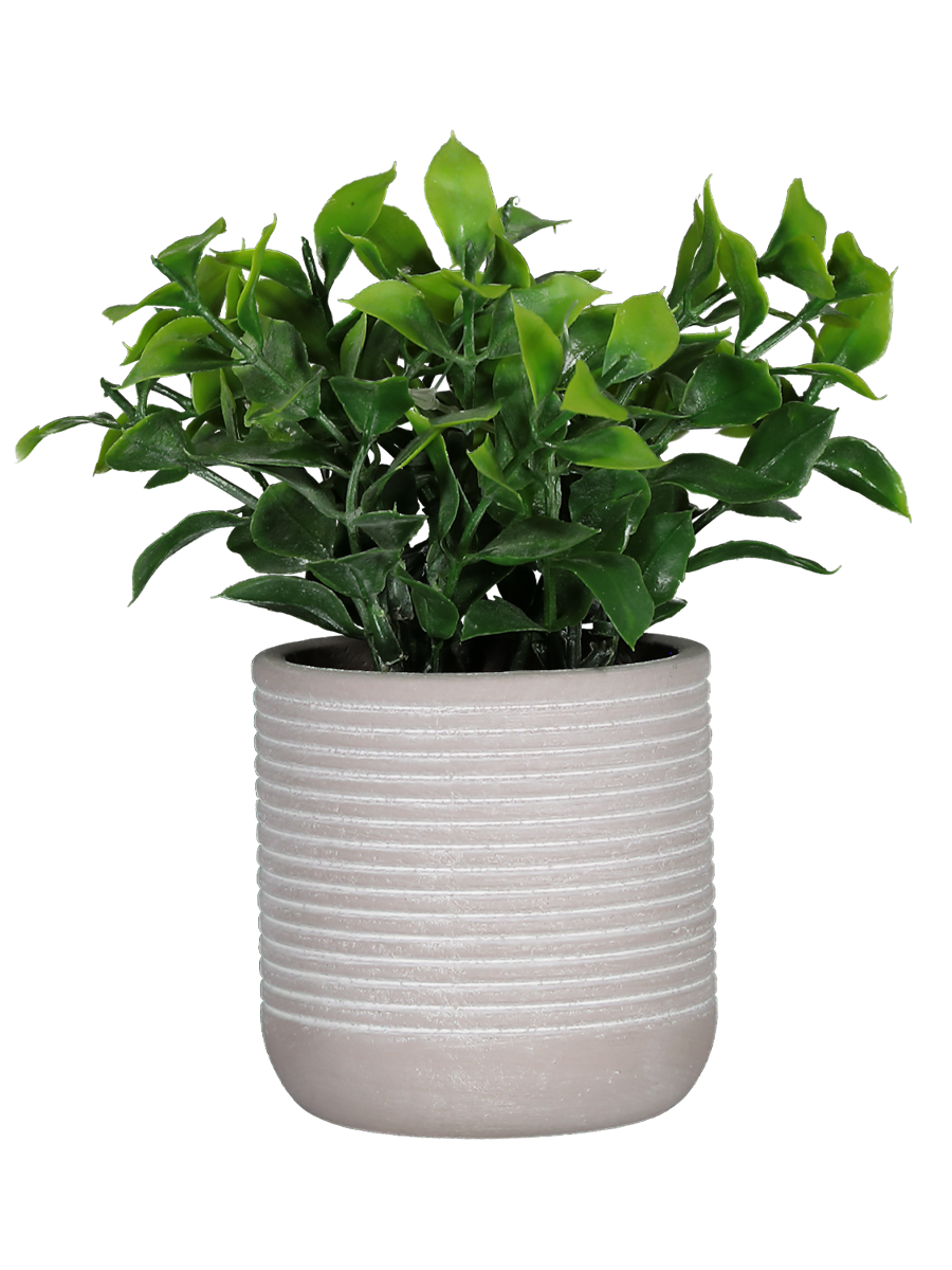 Foliage In Cement Pot