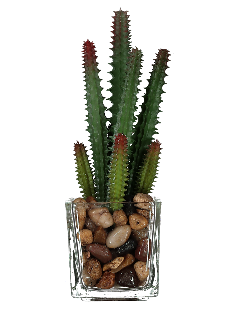 Succulent In Glass Pot