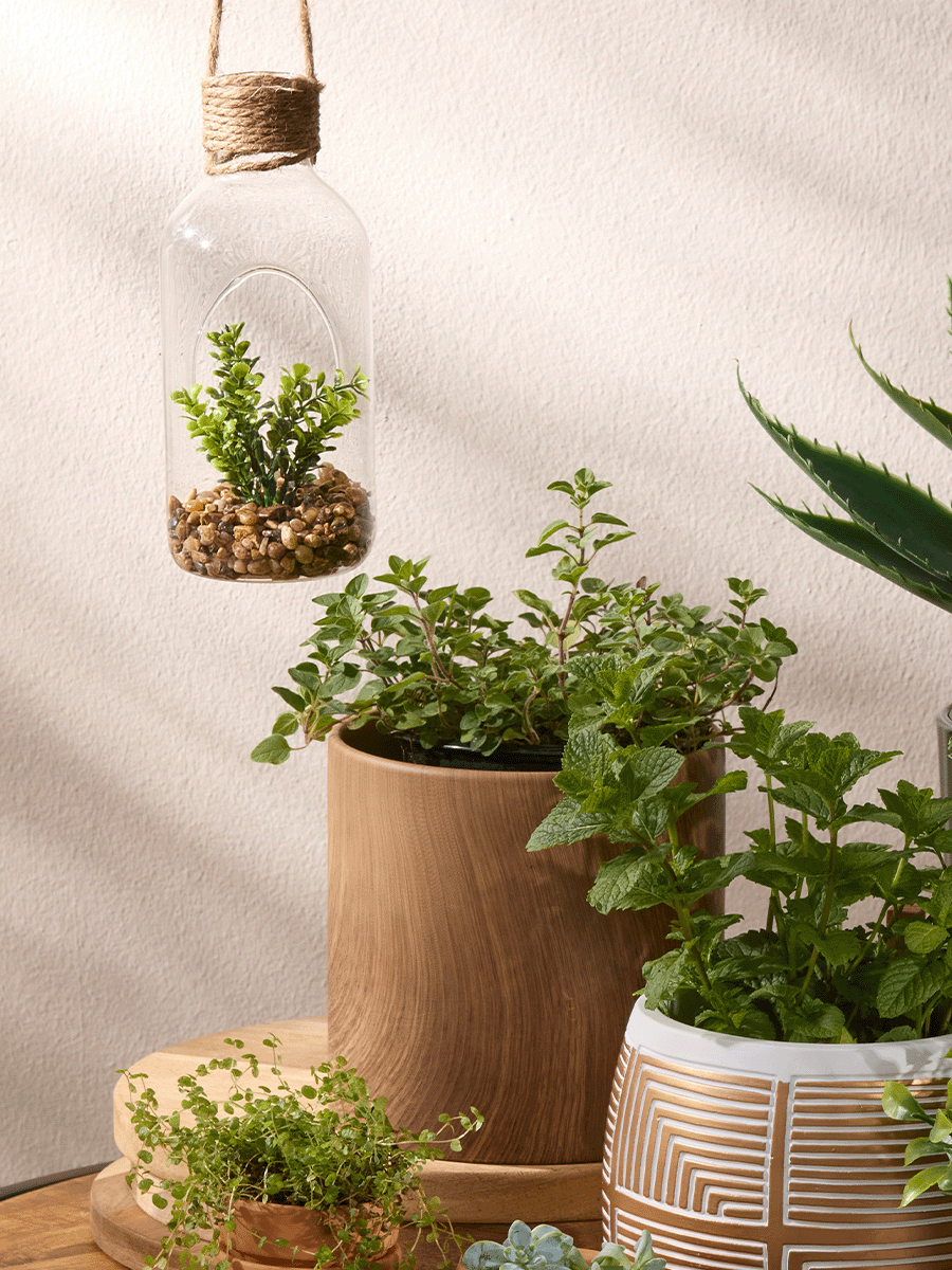 Succulent In Glass Terrarium