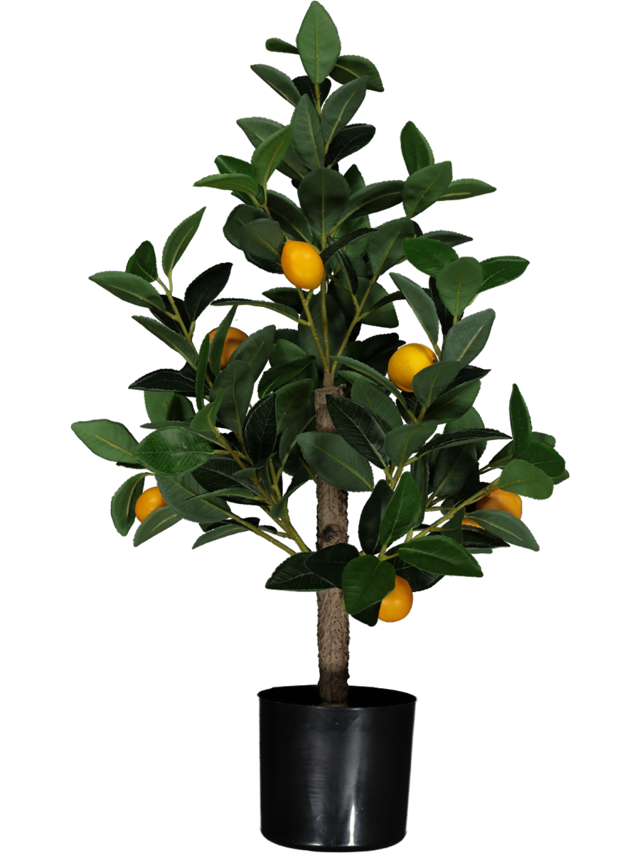 Lemon Tree