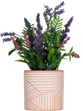 Lavender Pot Plants