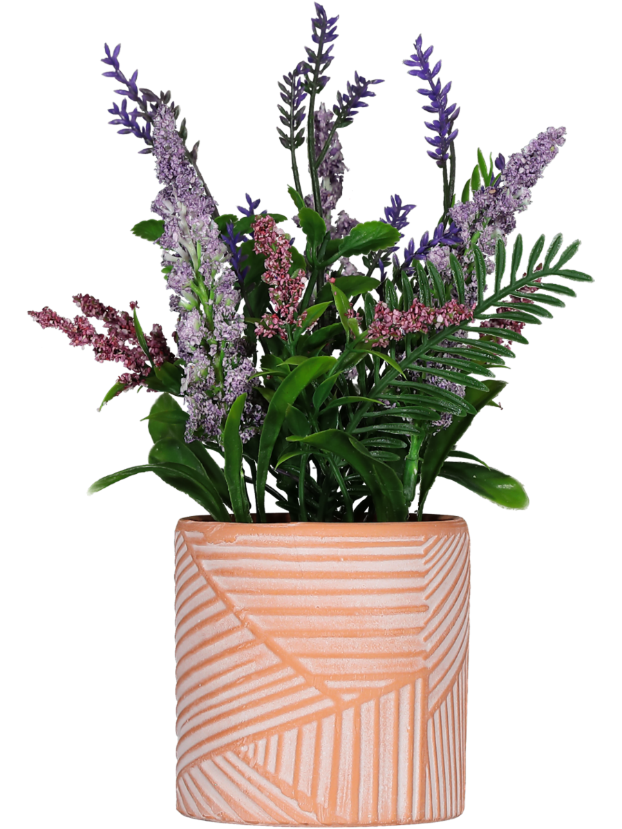 Lavender Pot Plants