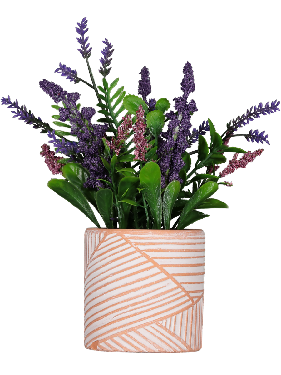 Lavender Pot Plants