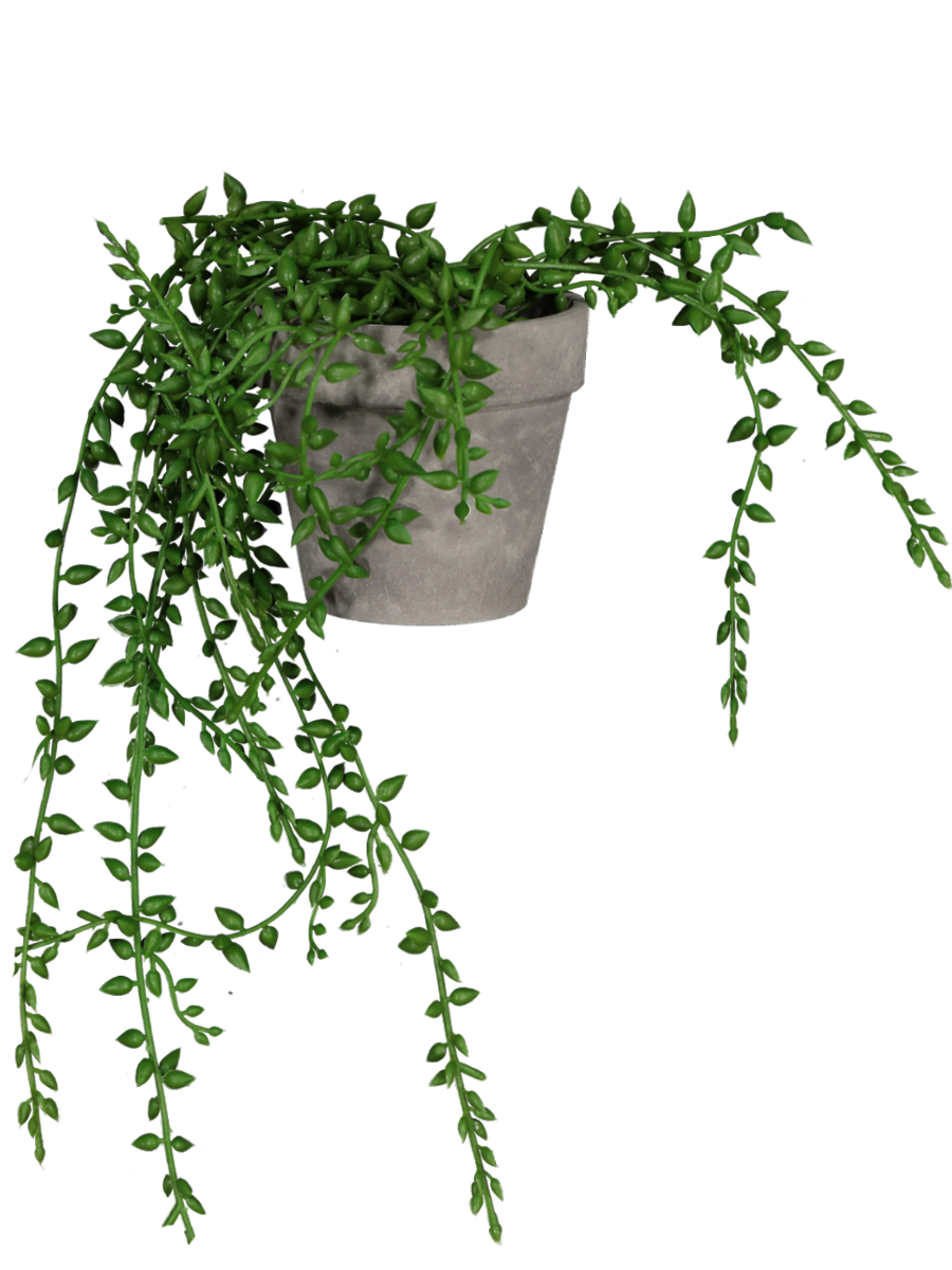 Beaded Trailing Plant