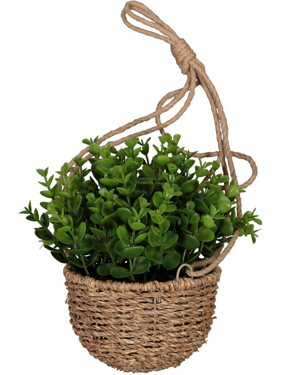 Hanging Basket Plant