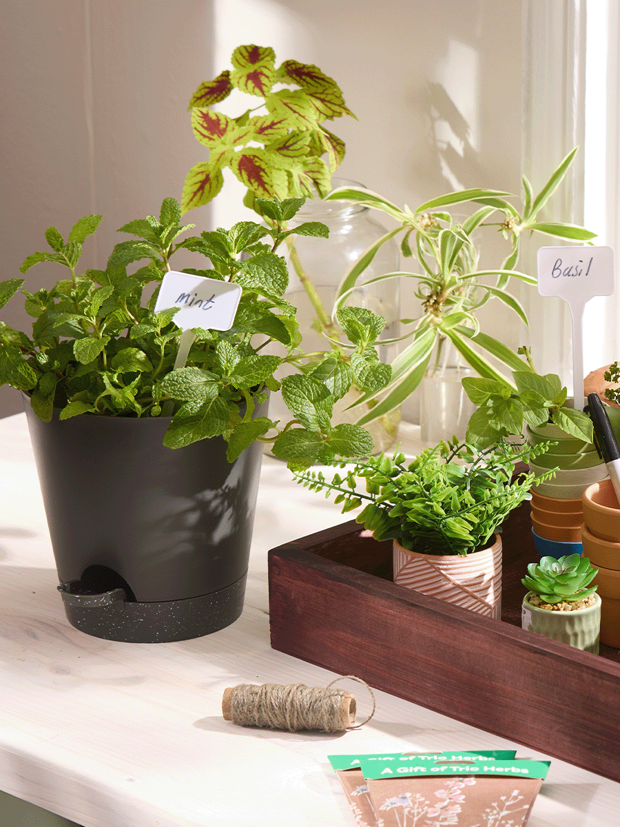 Self Watering Flower Pot